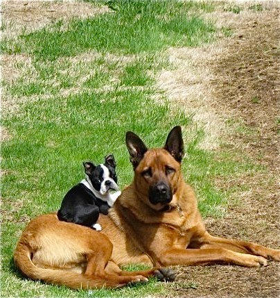 baby Boston Terrier sitting on large brown dog