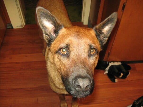 Floyd, a CheddarDogs Taste Tester